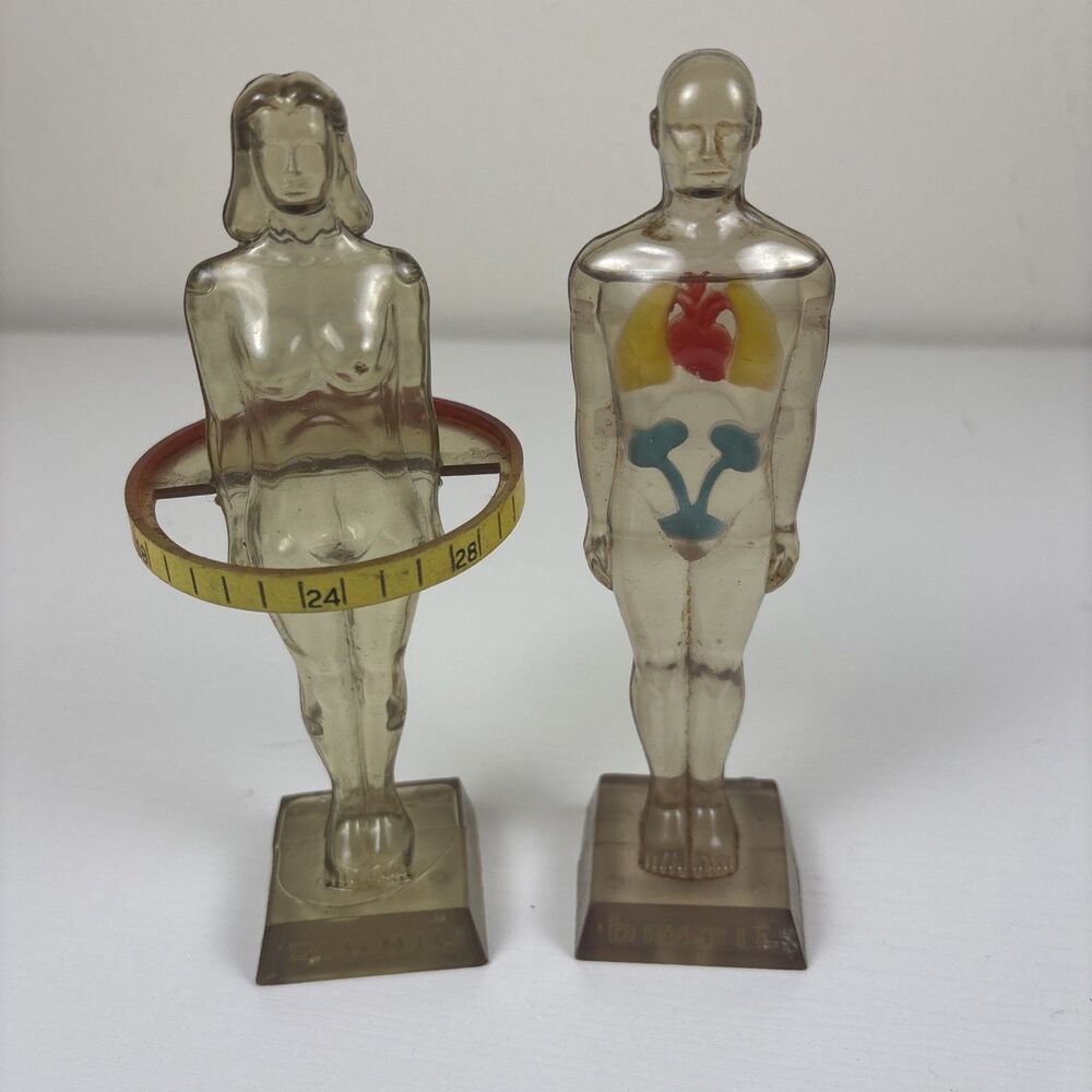 Vintage Diuril Hydro Male Medical Anatomy, 6.5" Female Waist Measurement Rep